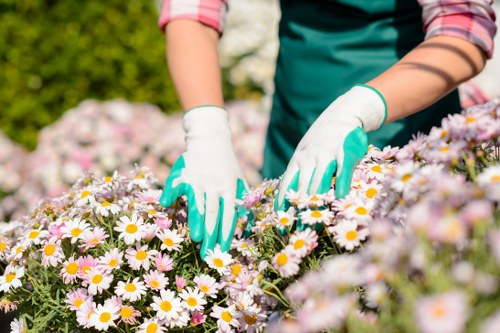 Seasonal garden upkeep in Harrow Weald with healthy shrubs and lawn