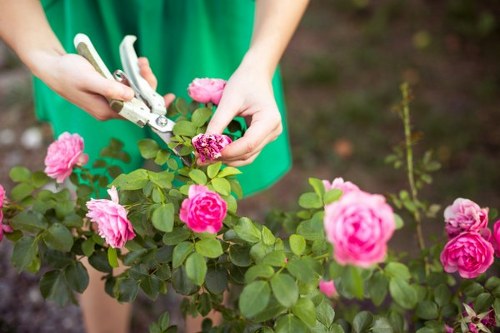 Seasonal lawn mowing service in Harrow Weald
