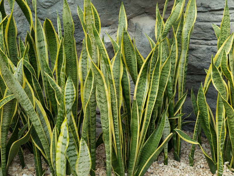 garden design Hedge trimming